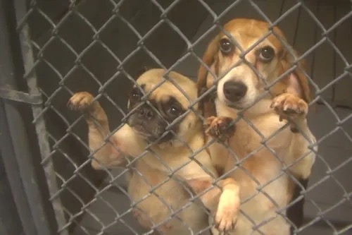 Two beagle-type dogs standing against a chain link kennel door, looking out through the fence